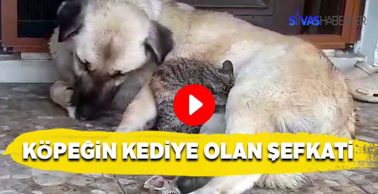 Annesini kaybeden kedi, köpeğe sığındı