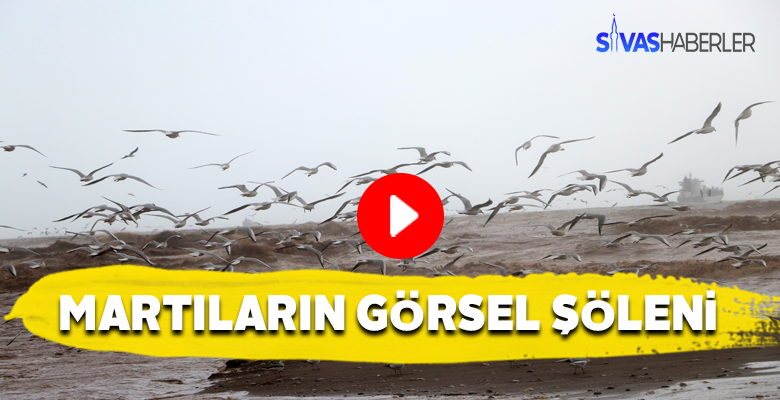 Fırtınalı hava martıları dans ettirdi