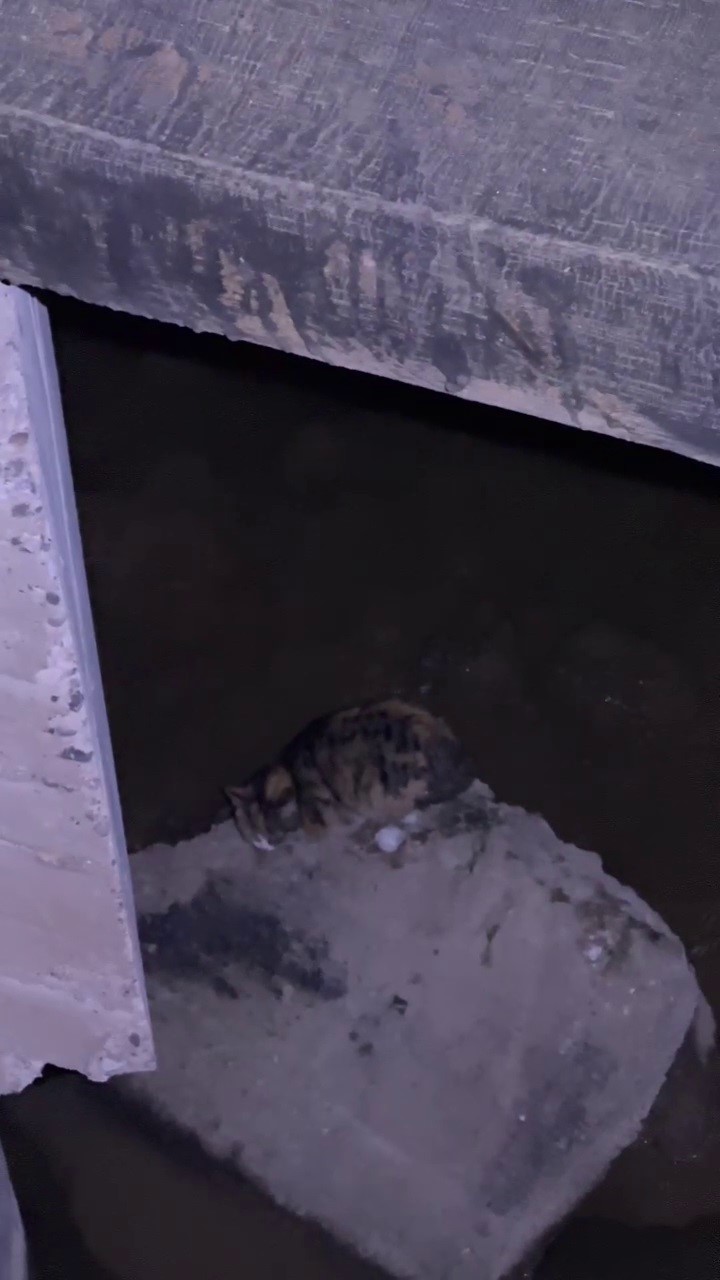 Sivas’ta Kızılırmak Köprüsünde Mahsur Kalan Kedi Kurtarıldı