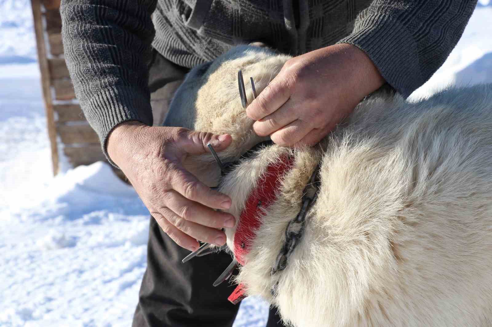 Gürün Çengeli, Anadolu’nun Çoban Köpeklerini Yırtıcı Hayvanlardan Koruyor