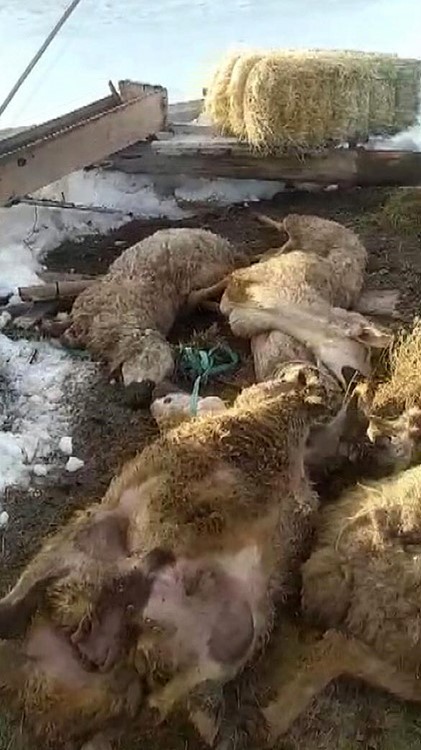 Sivas Altınyayla’da Karın Ağırlığına Dayanamayan Ahır Çöktü: 55 Hayvan Telef Oldu